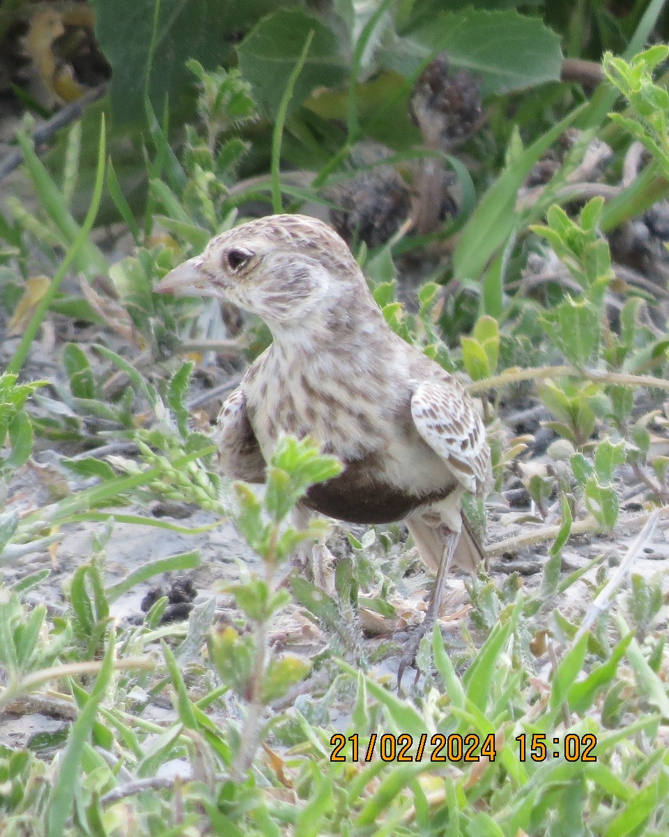 Gray-backed Sparrow-Lark - Gary Bletsch