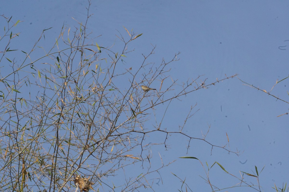 Pale-billed Flowerpecker - Kirubakaran Valayapathi