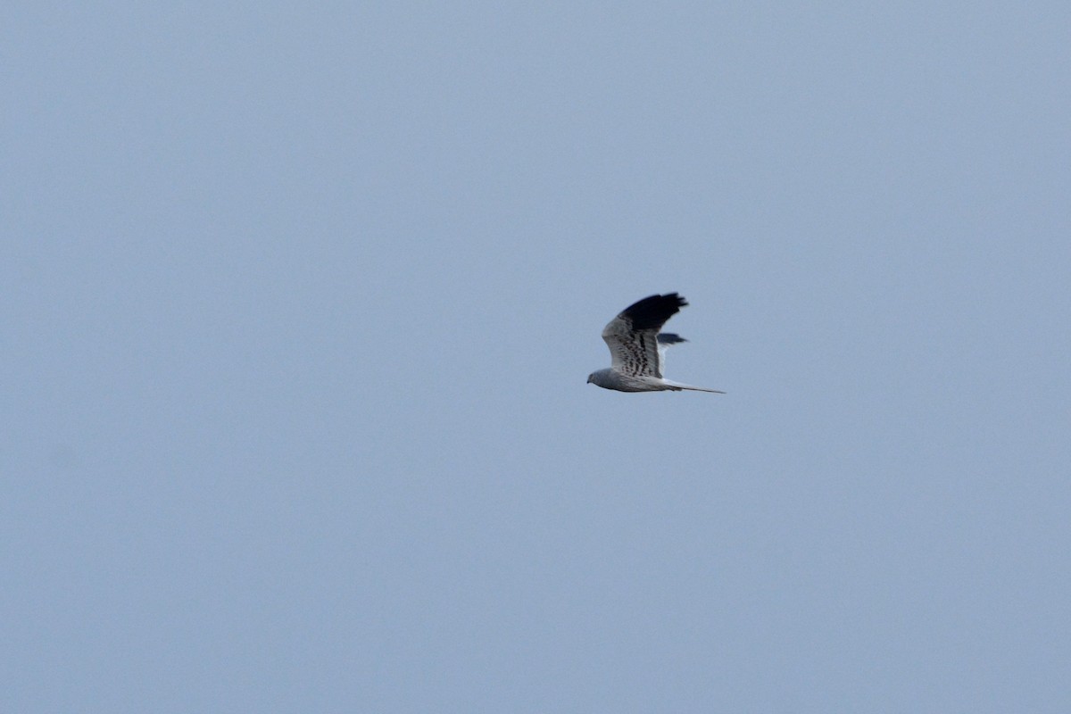 Montagu's Harrier - Igor Długosz