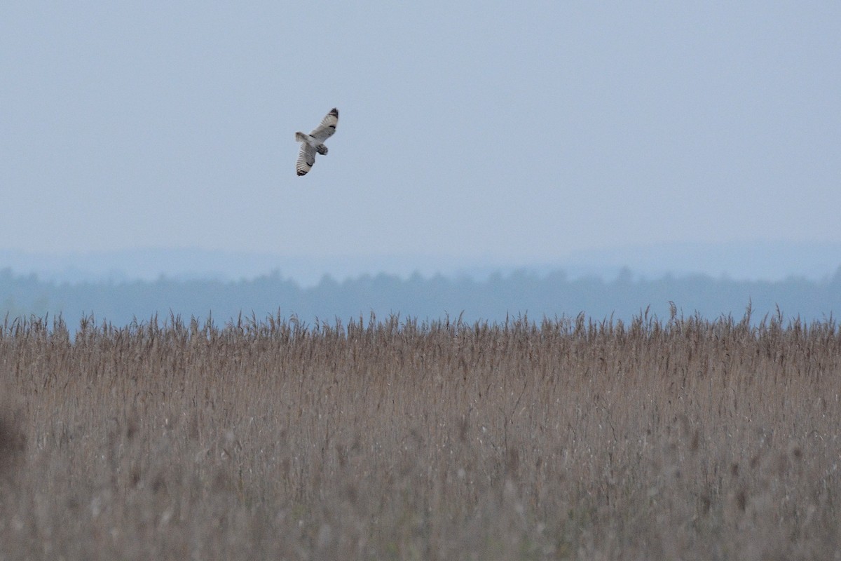 Short-eared Owl - Igor Długosz