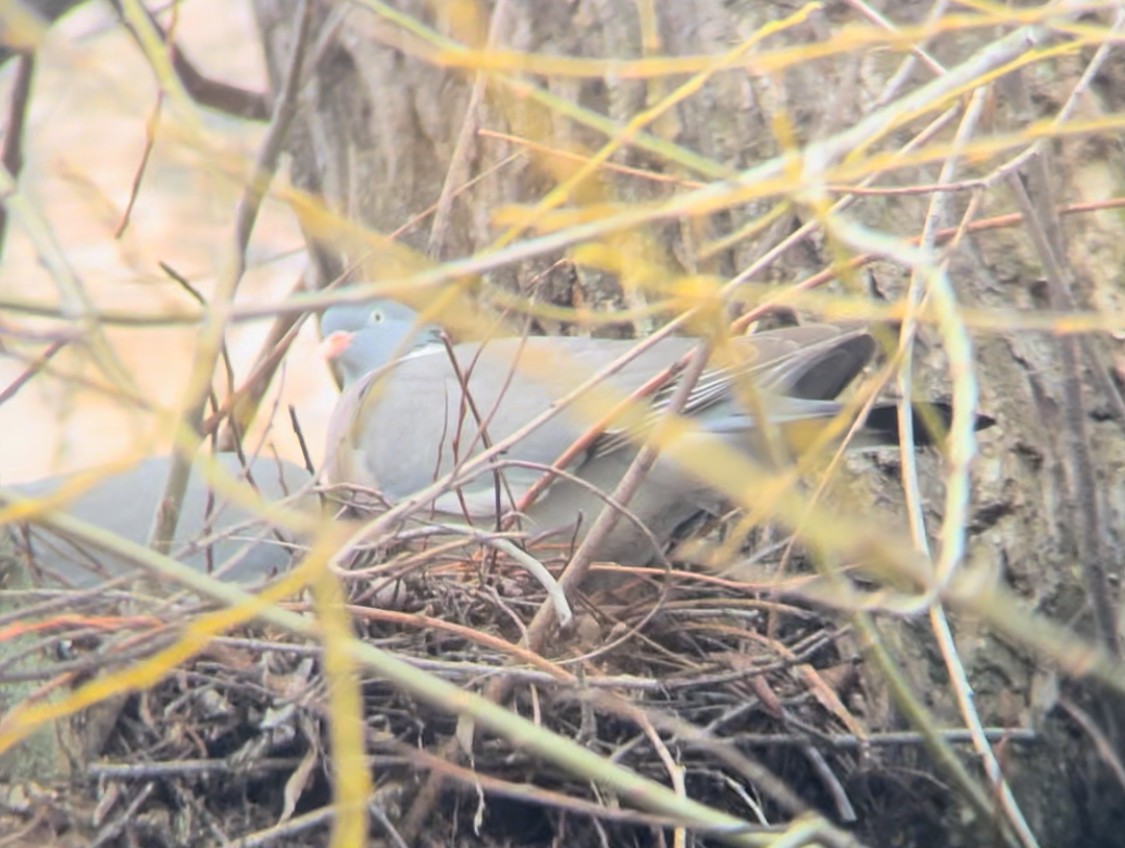 Common Wood-Pigeon - ML616505533