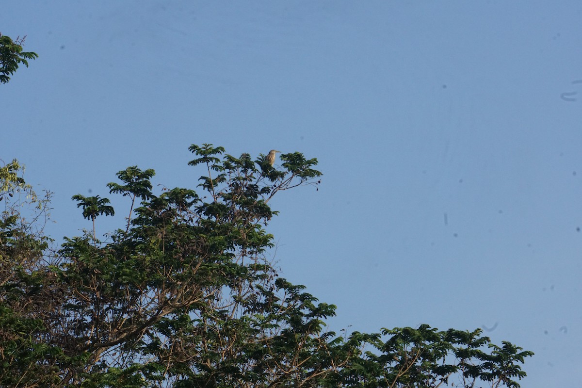 Indian Pond-Heron - Kirubakaran Valayapathi