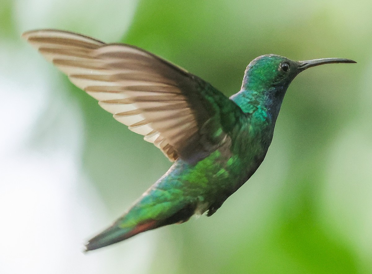 kolibřík tropický - ML616505548