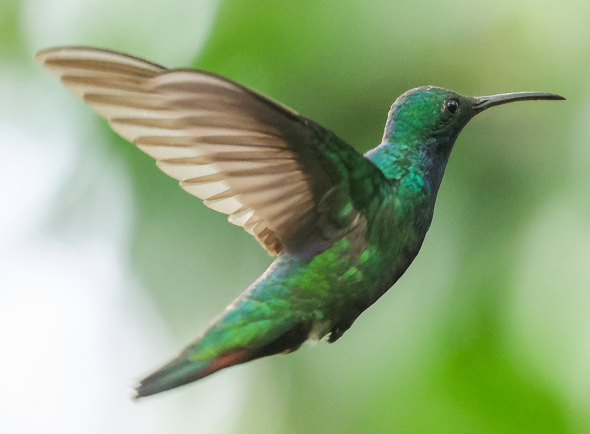 Black-throated Mango - Guillermo O