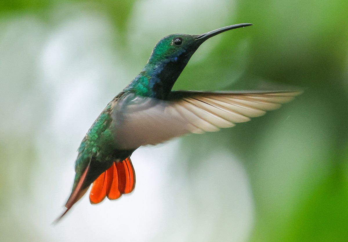 kolibřík tropický - ML616505549