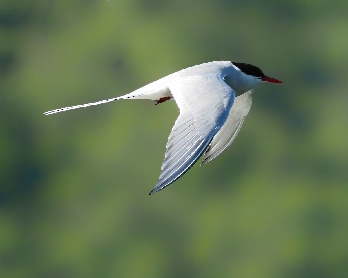 Arctic Tern - Mike Smith