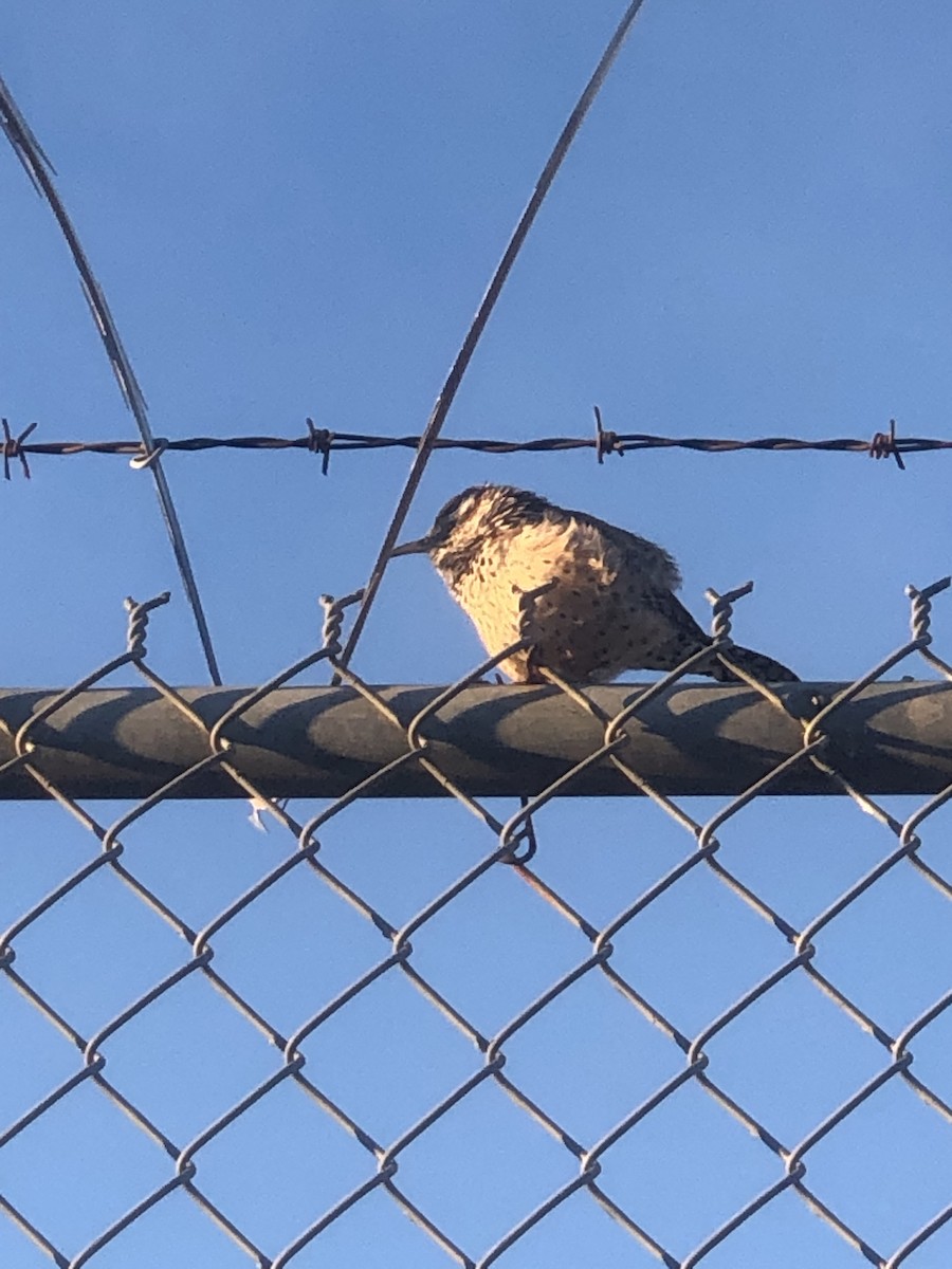 Cactus Wren - ML616505566