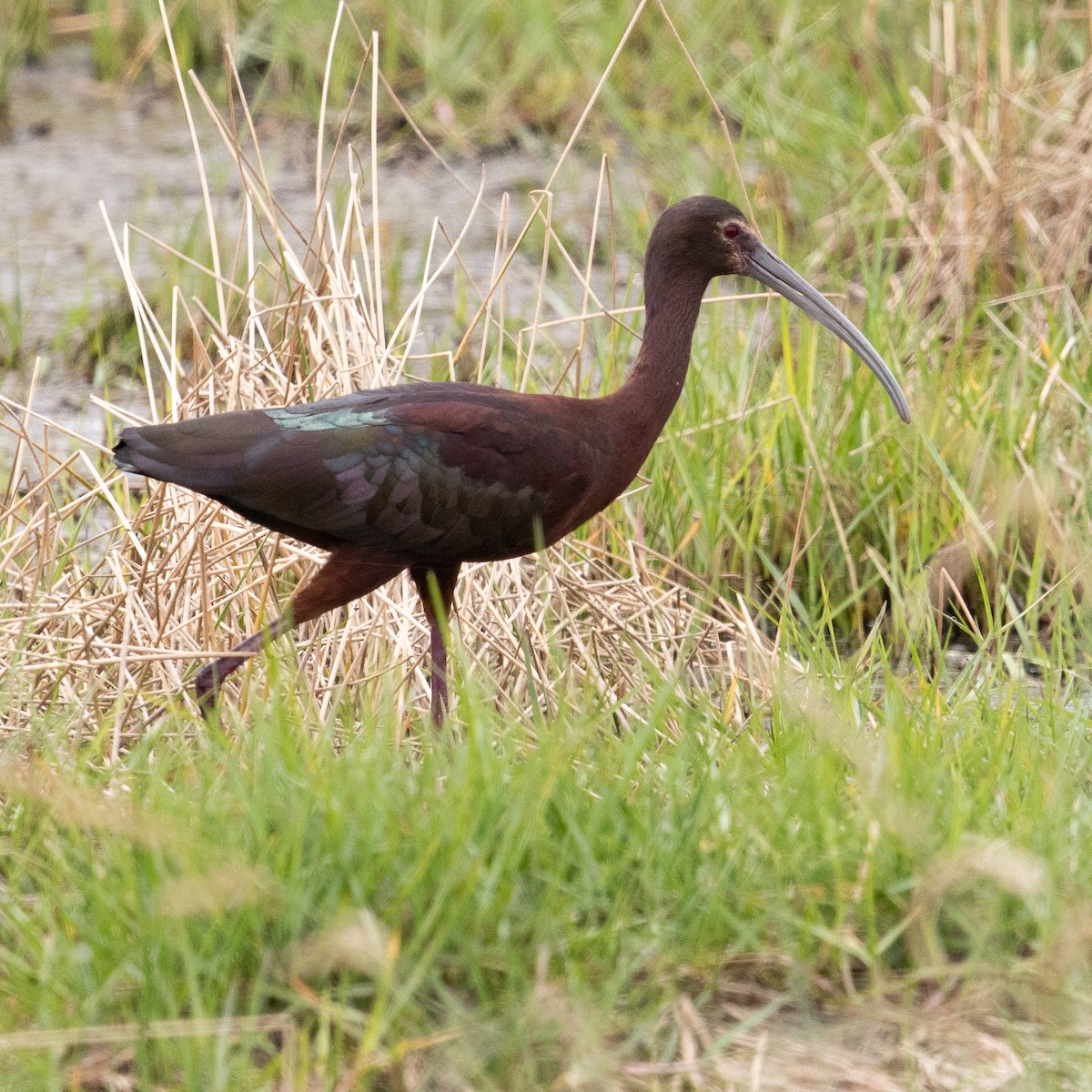 ibis americký - ML616505569