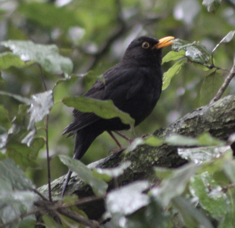 Eurasian Blackbird - ML616505590