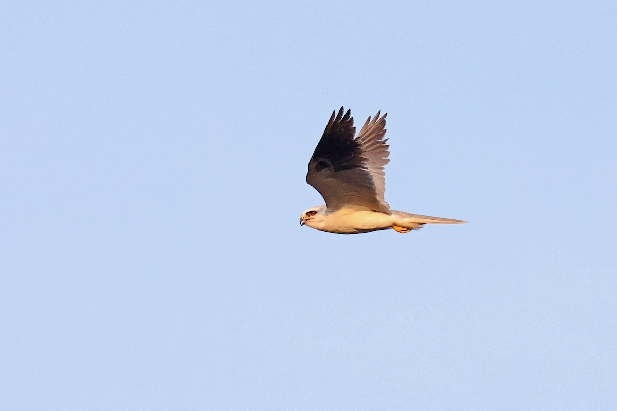 White-tailed Kite - ML616505591