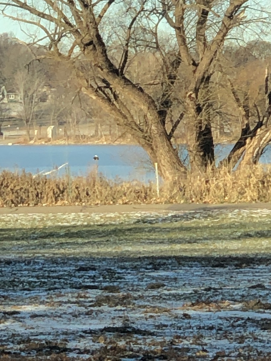 Bald Eagle - Nik Snyder