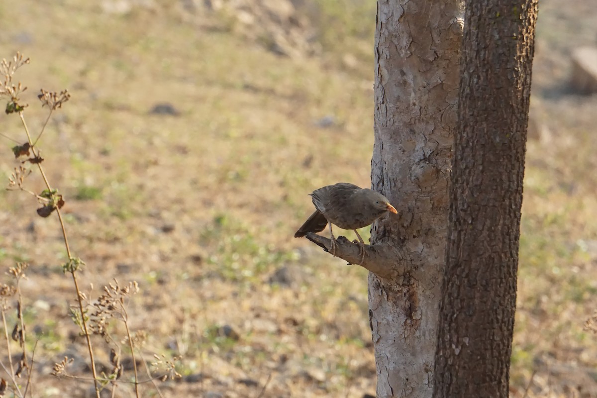 Yellow-billed Babbler - Kirubakaran Valayapathi