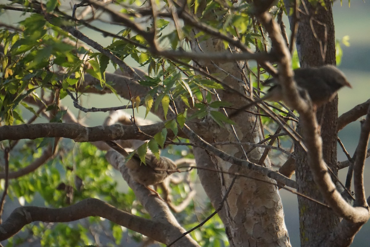 Yellow-billed Babbler - Kirubakaran Valayapathi