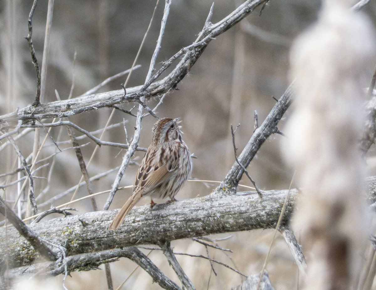 Song Sparrow - ML616505706