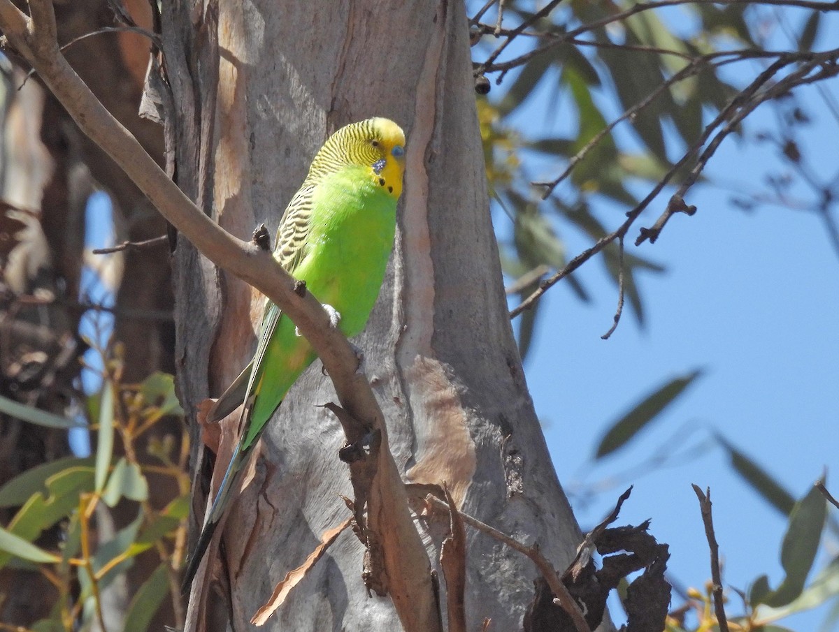 Budgerigar - ML616505725