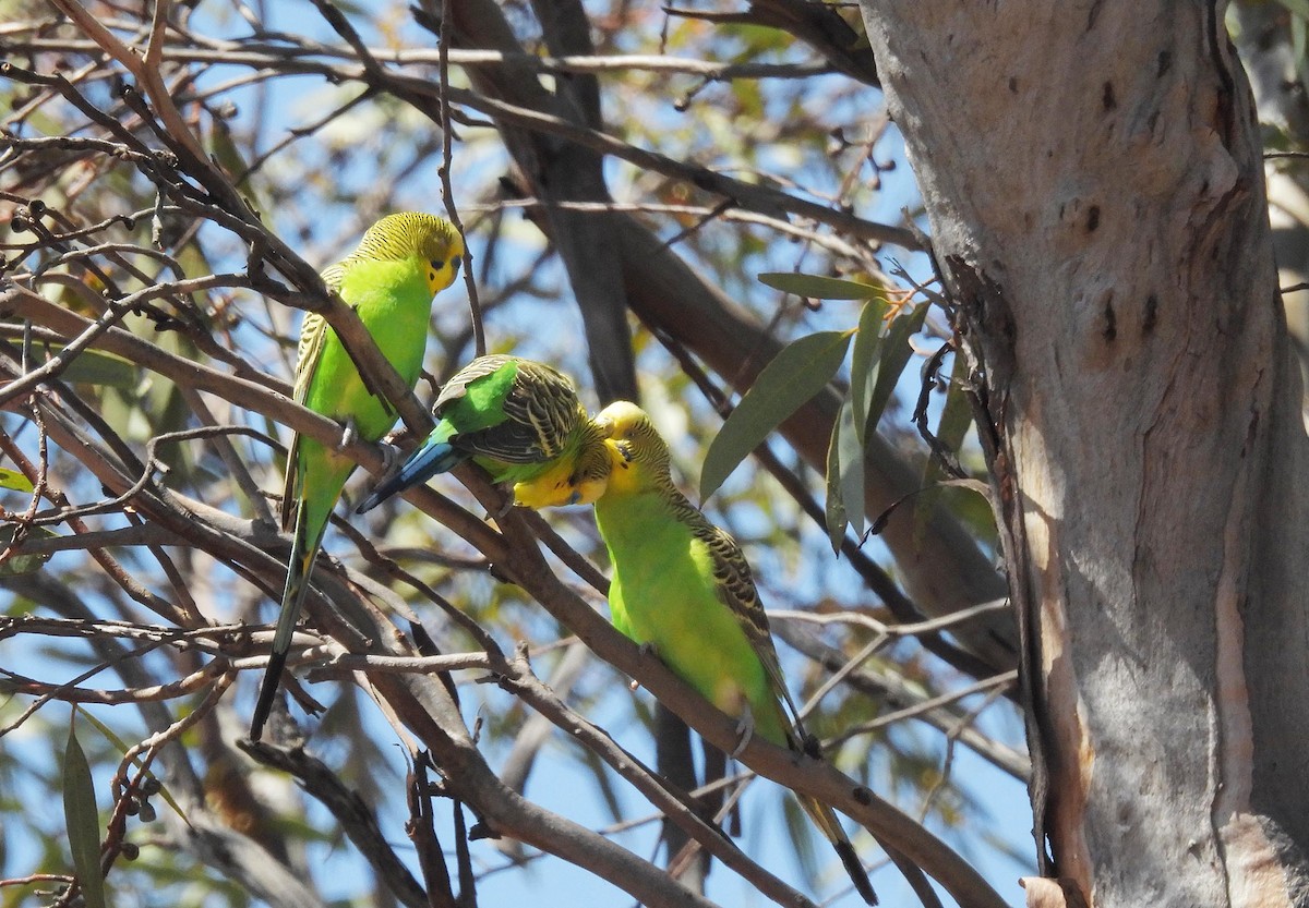 Budgerigar - ML616505729