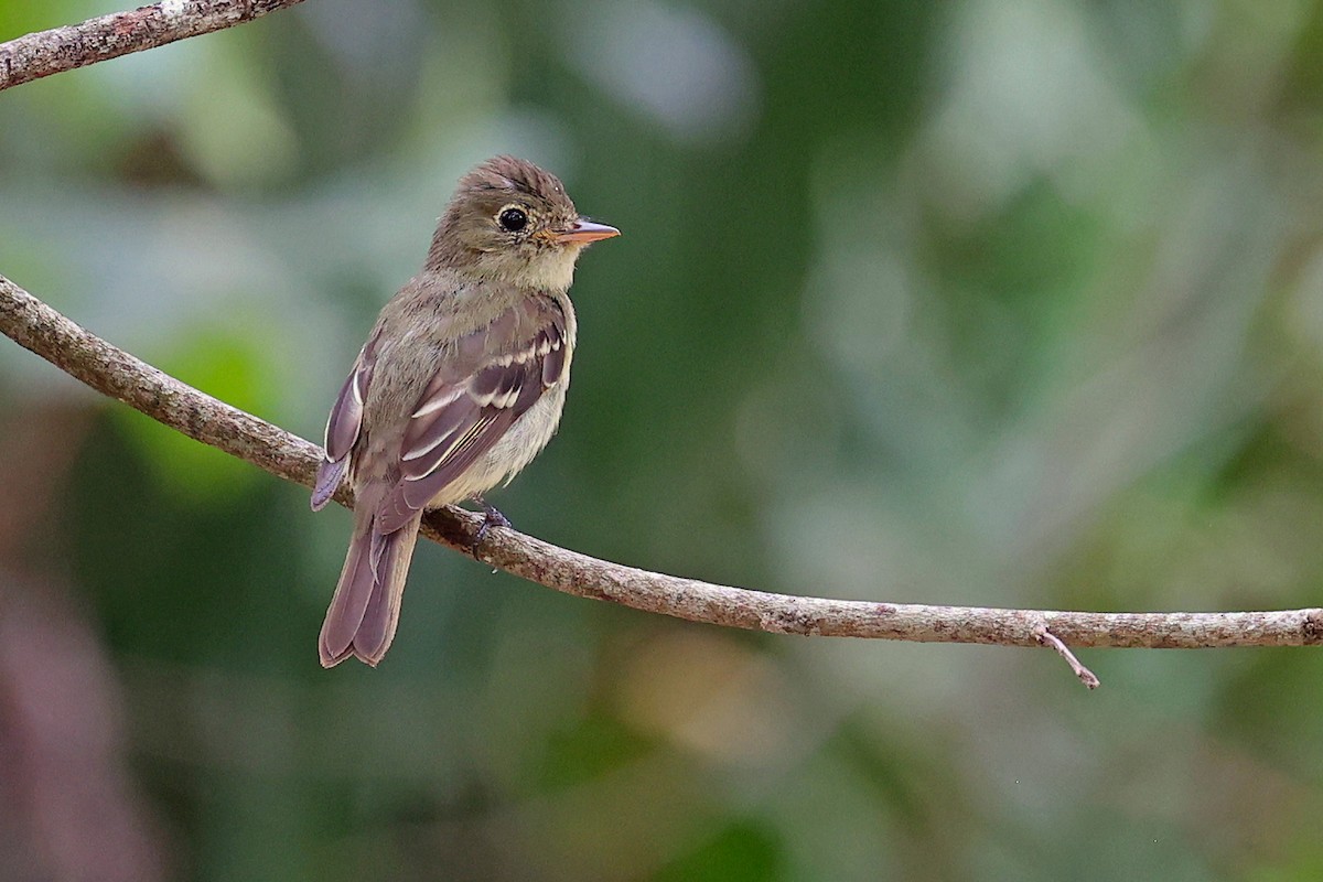 Yellow-bellied Flycatcher - ML616505767