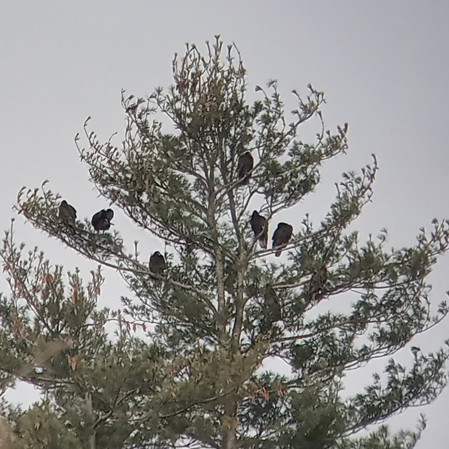 Turkey Vulture - ML616505773