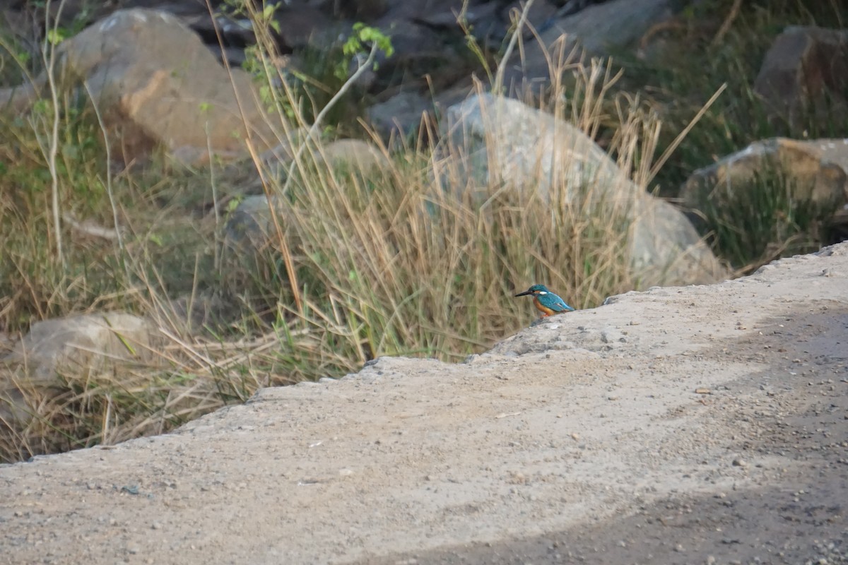 Common Kingfisher - Kirubakaran Valayapathi