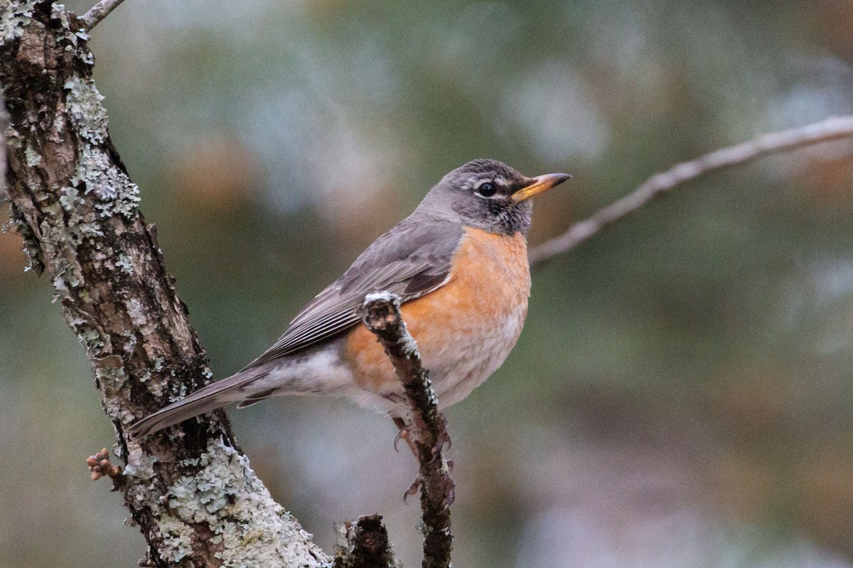 American Robin - ML616505797