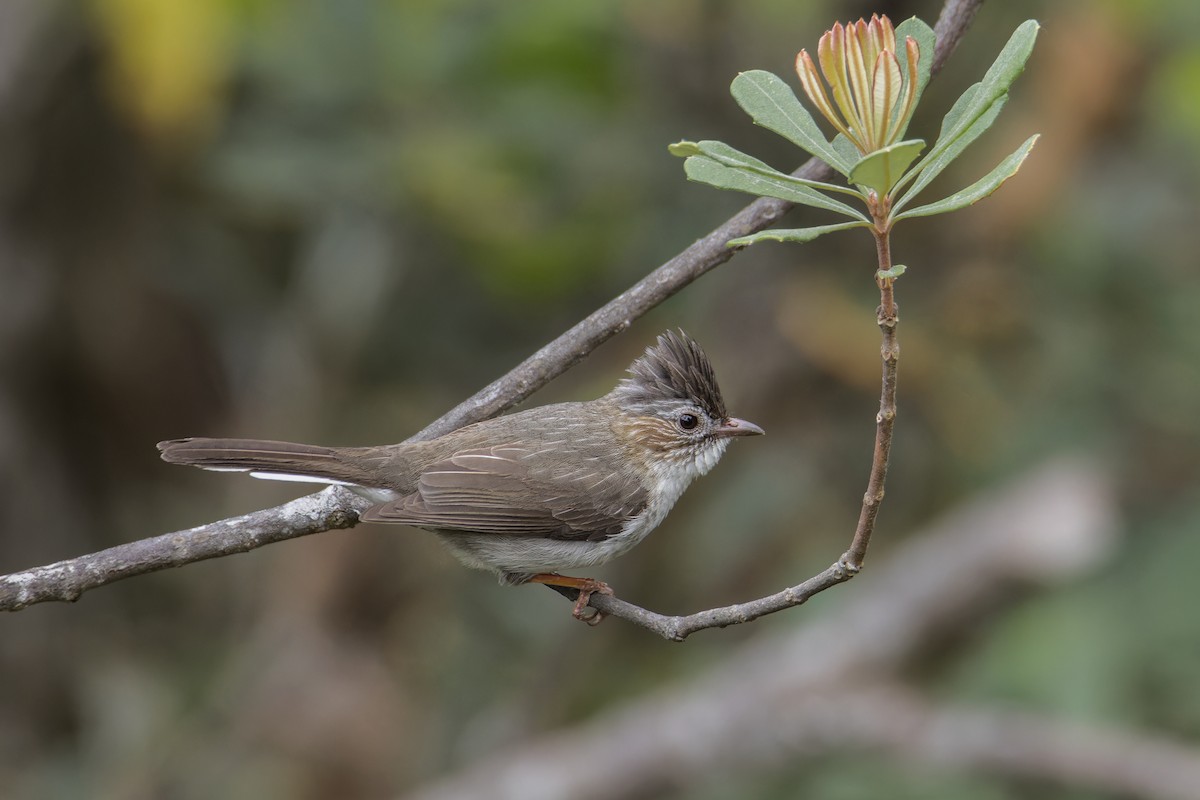 Striated Yuhina (Gray-crowned) - ML616505798