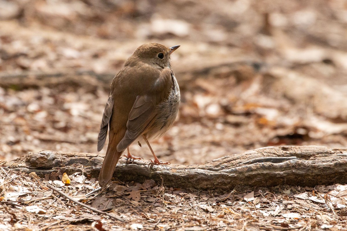 Hermit Thrush - ML616505807