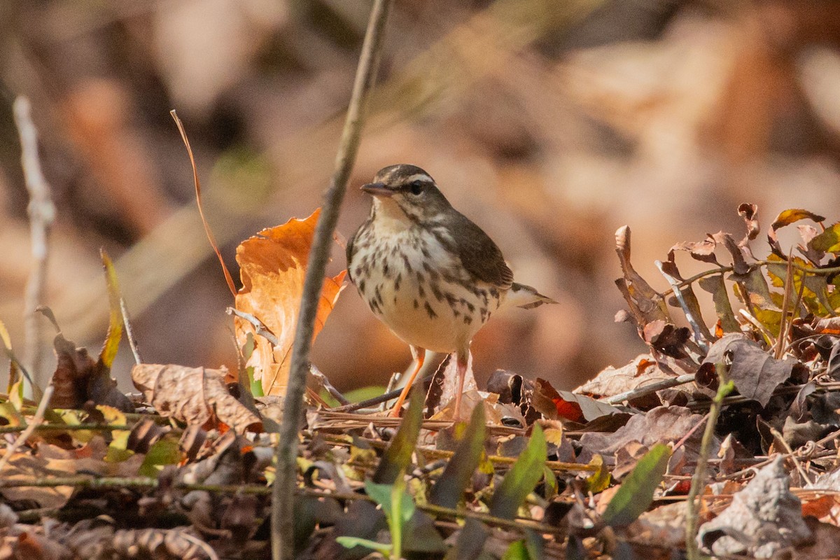 Louisiana Waterthrush - ML616505811