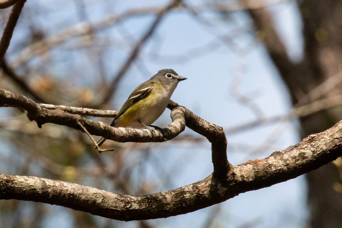 Vireo Solitario - ML616505825