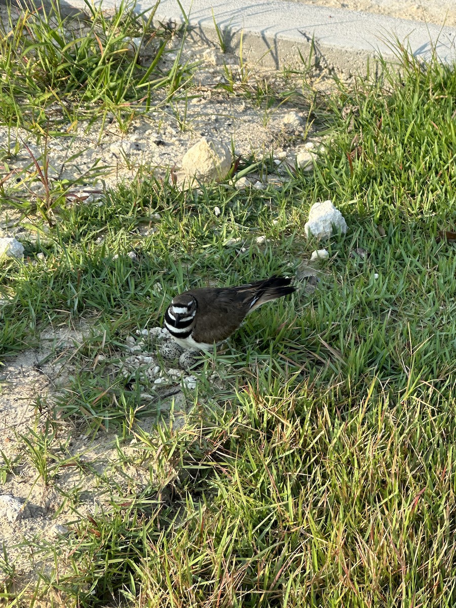 Killdeer - ML616505828