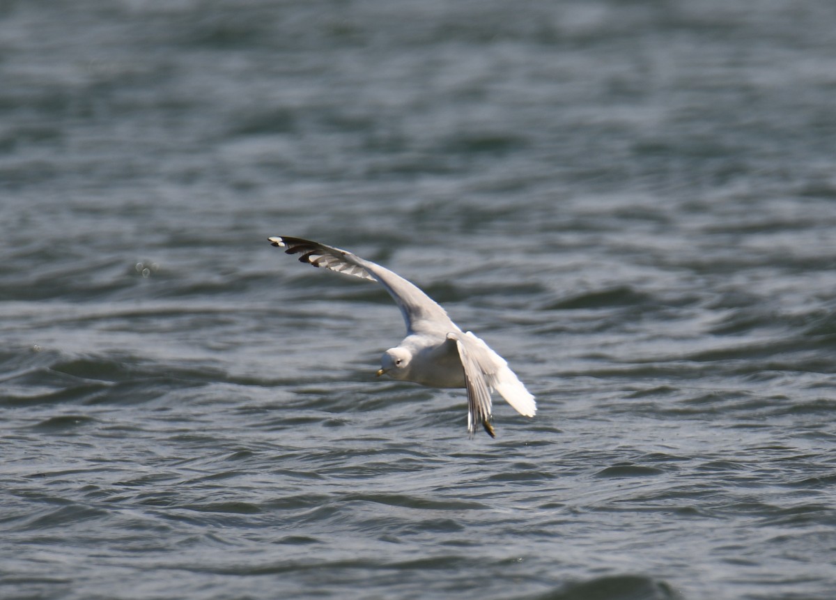 Common Gull - José Barrueso Franco