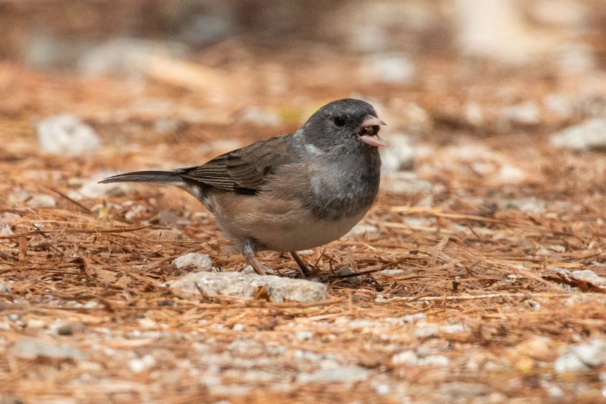 יונקו כהה-עין - ML616505842