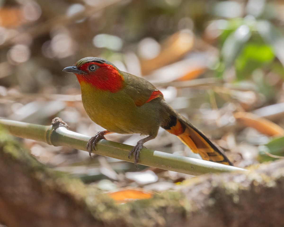 Scarlet-faced Liocichla - ML616505850