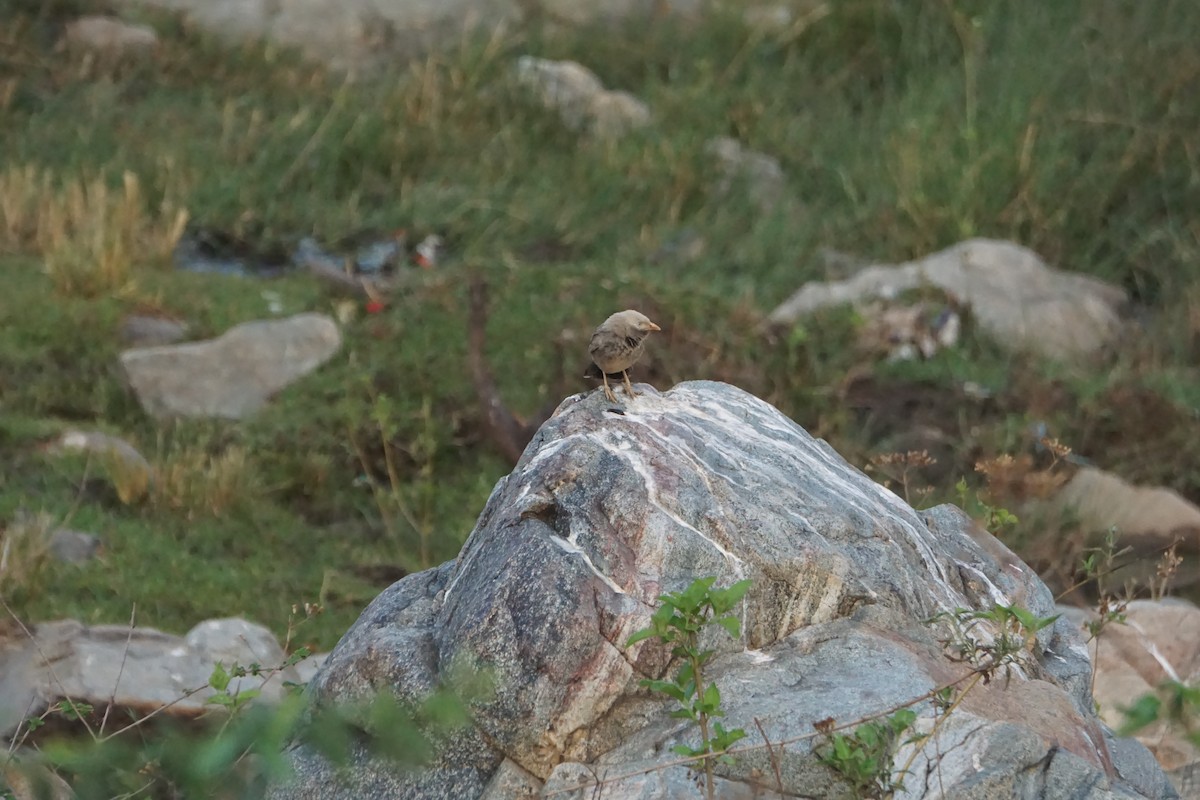 Yellow-billed Babbler - Kirubakaran Valayapathi