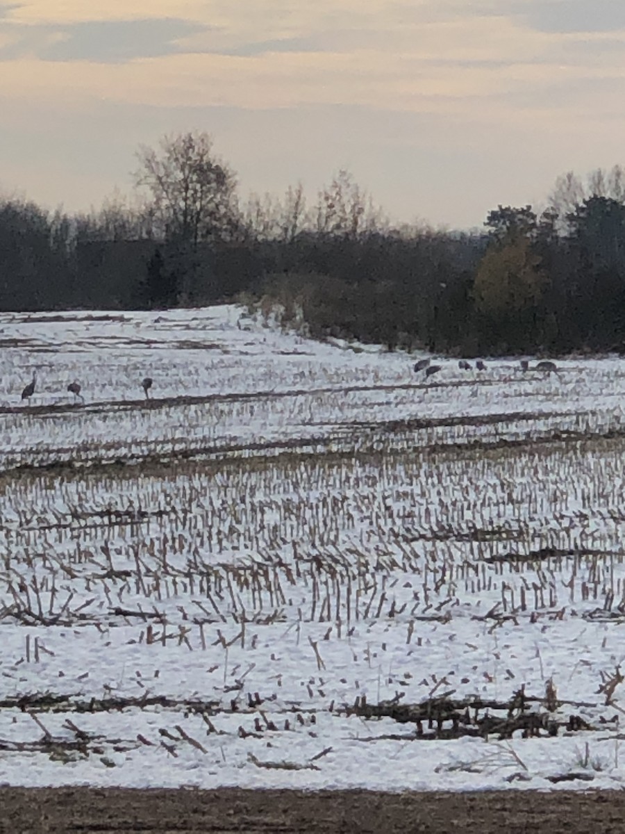 Sandhill Crane - Nik Snyder