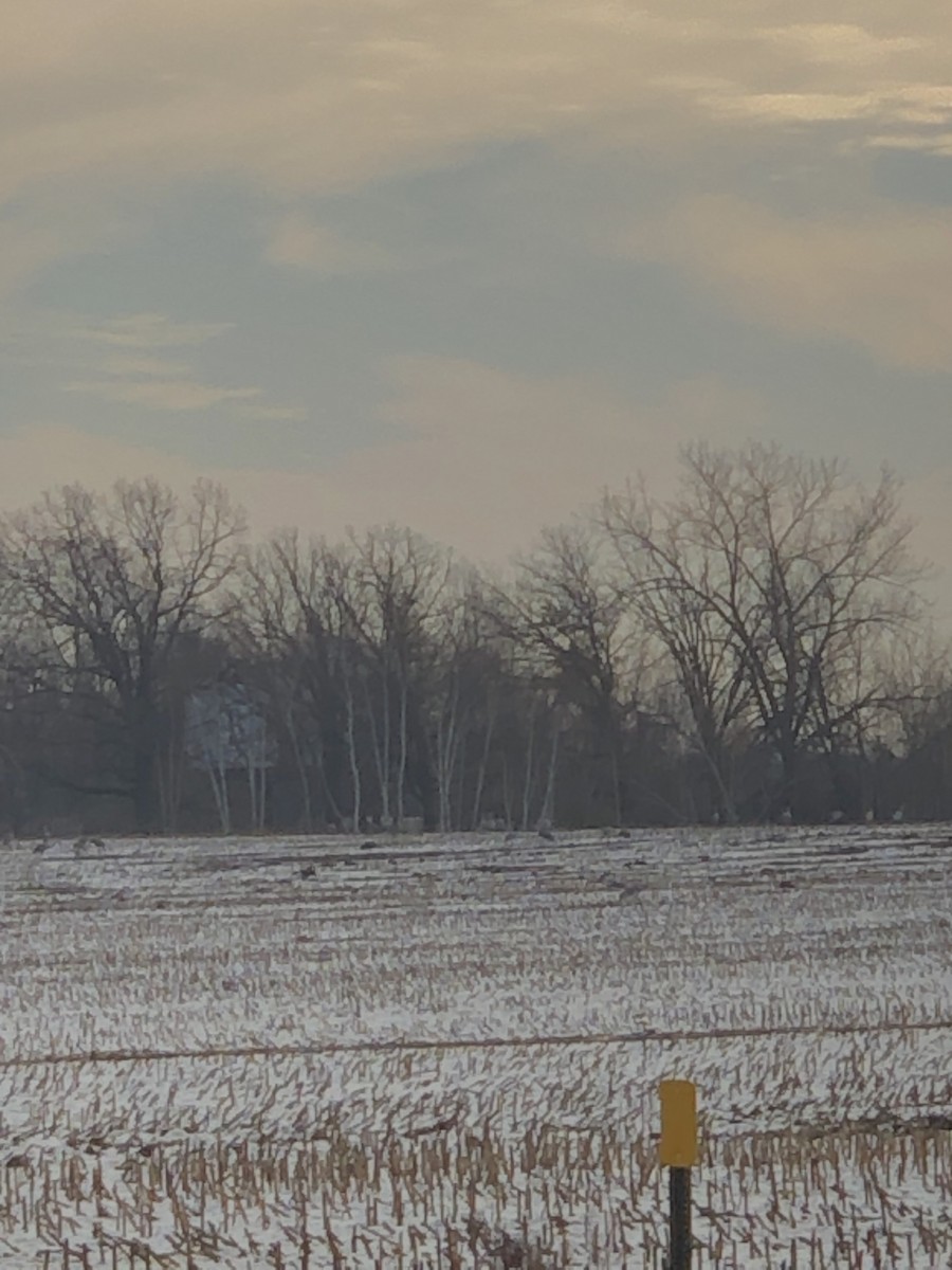 Sandhill Crane - ML616505875