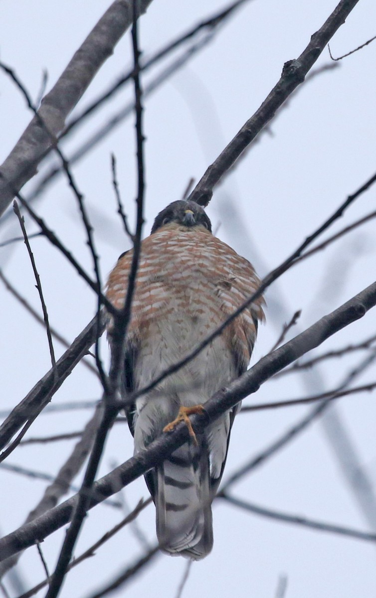 Sharp-shinned Hawk - ML616505879