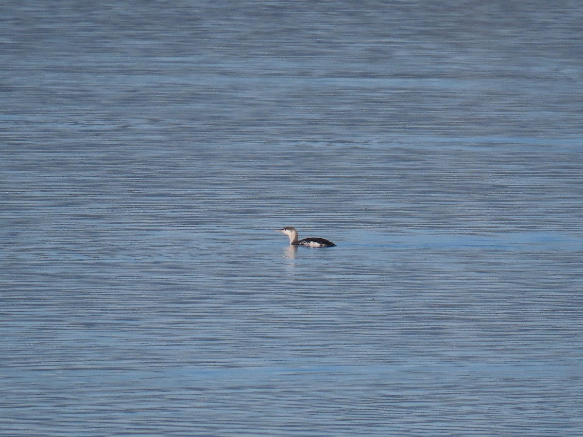 Red-throated Loon - Eric Ongman