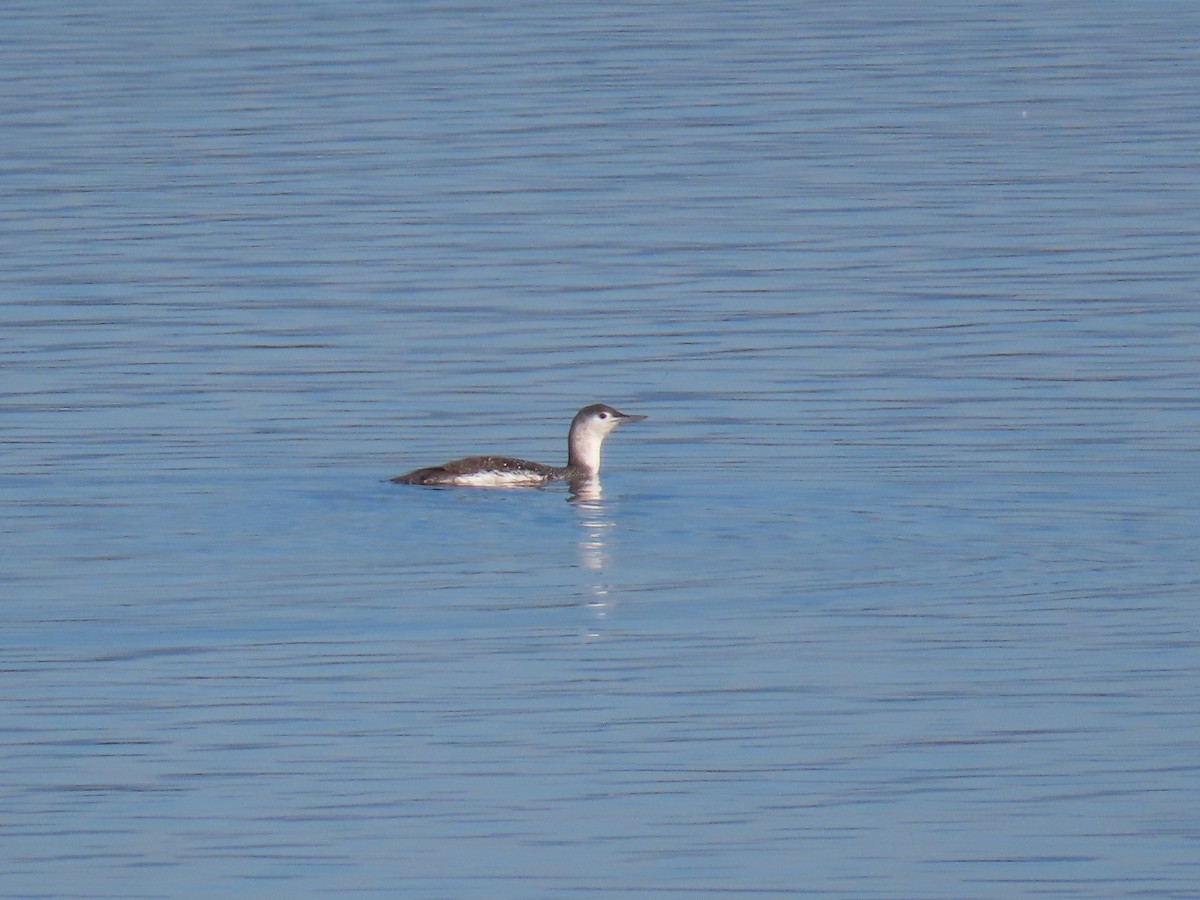 Red-throated Loon - Eric Ongman