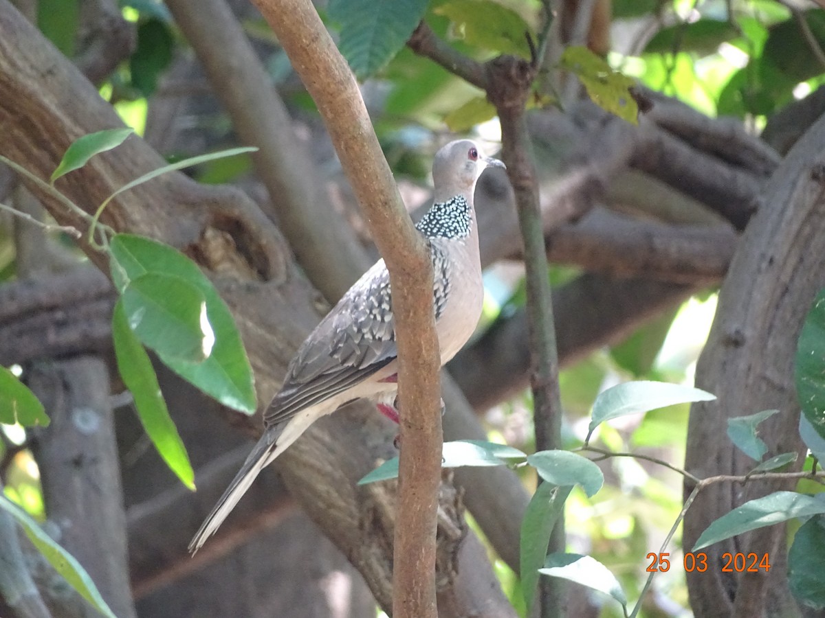 Spotted Dove - Mamta Jadhav