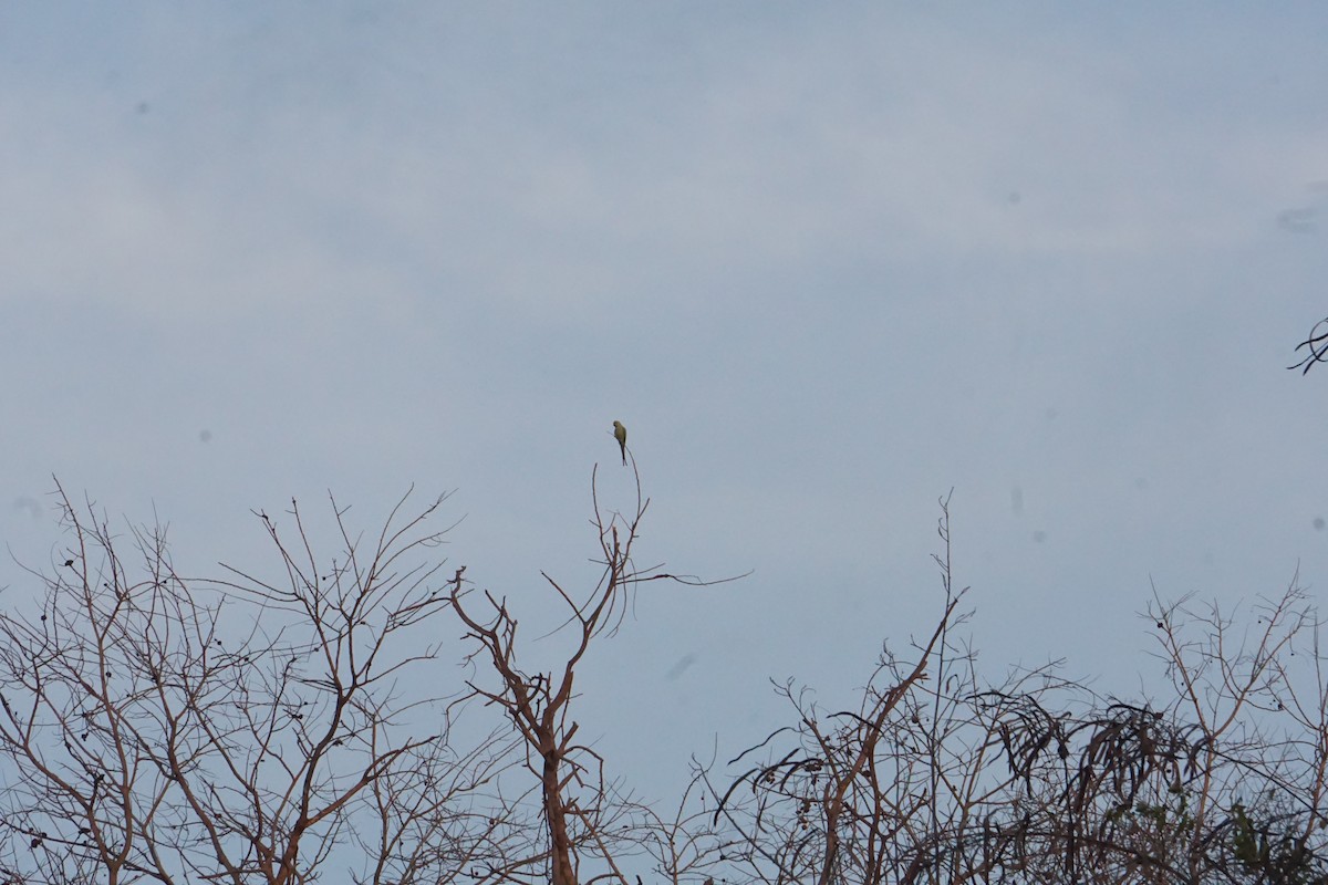 Rose-ringed Parakeet - Kirubakaran Valayapathi