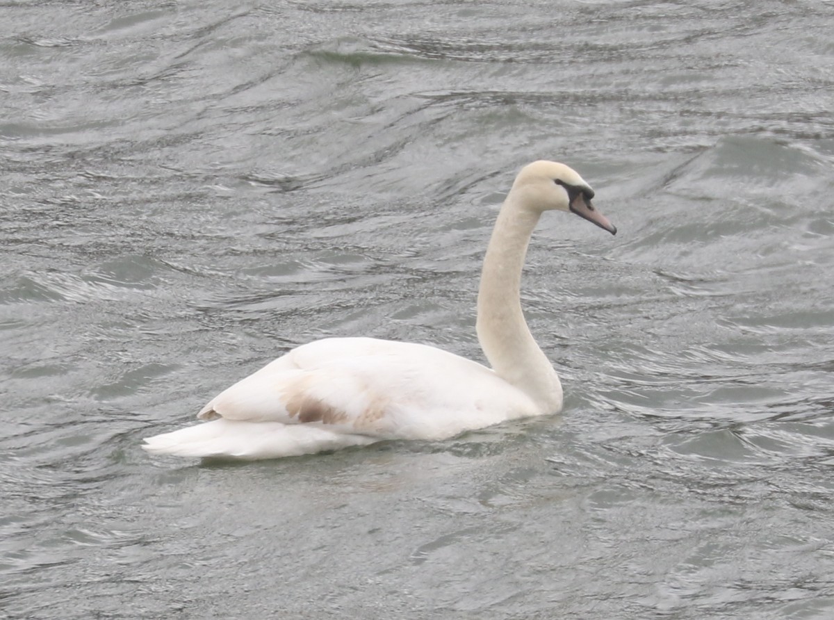 Mute Swan - ML616505974