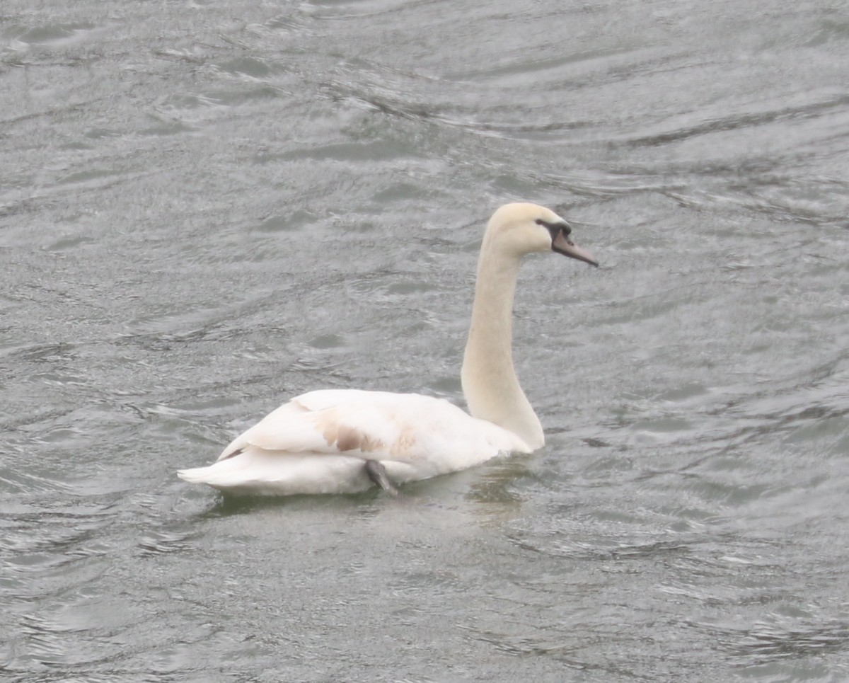 Mute Swan - ML616505975