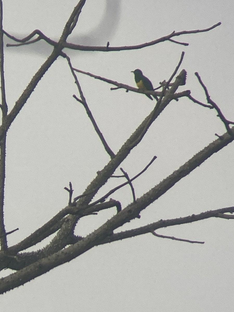 African Emerald Cuckoo - ML616505990