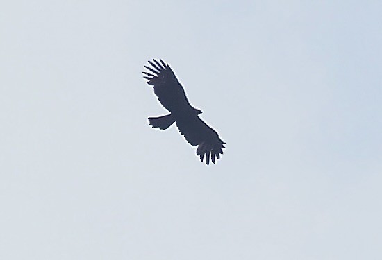 Black Eagle - ML616506001
