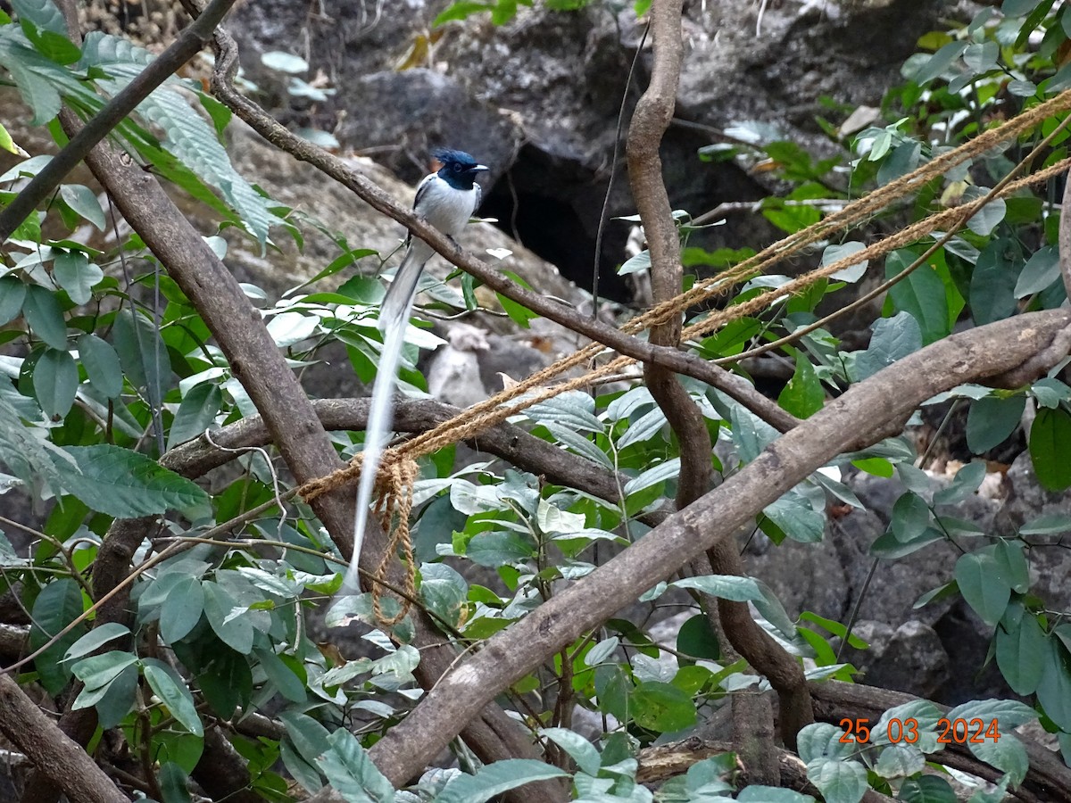 Indian Paradise-Flycatcher - ML616506012