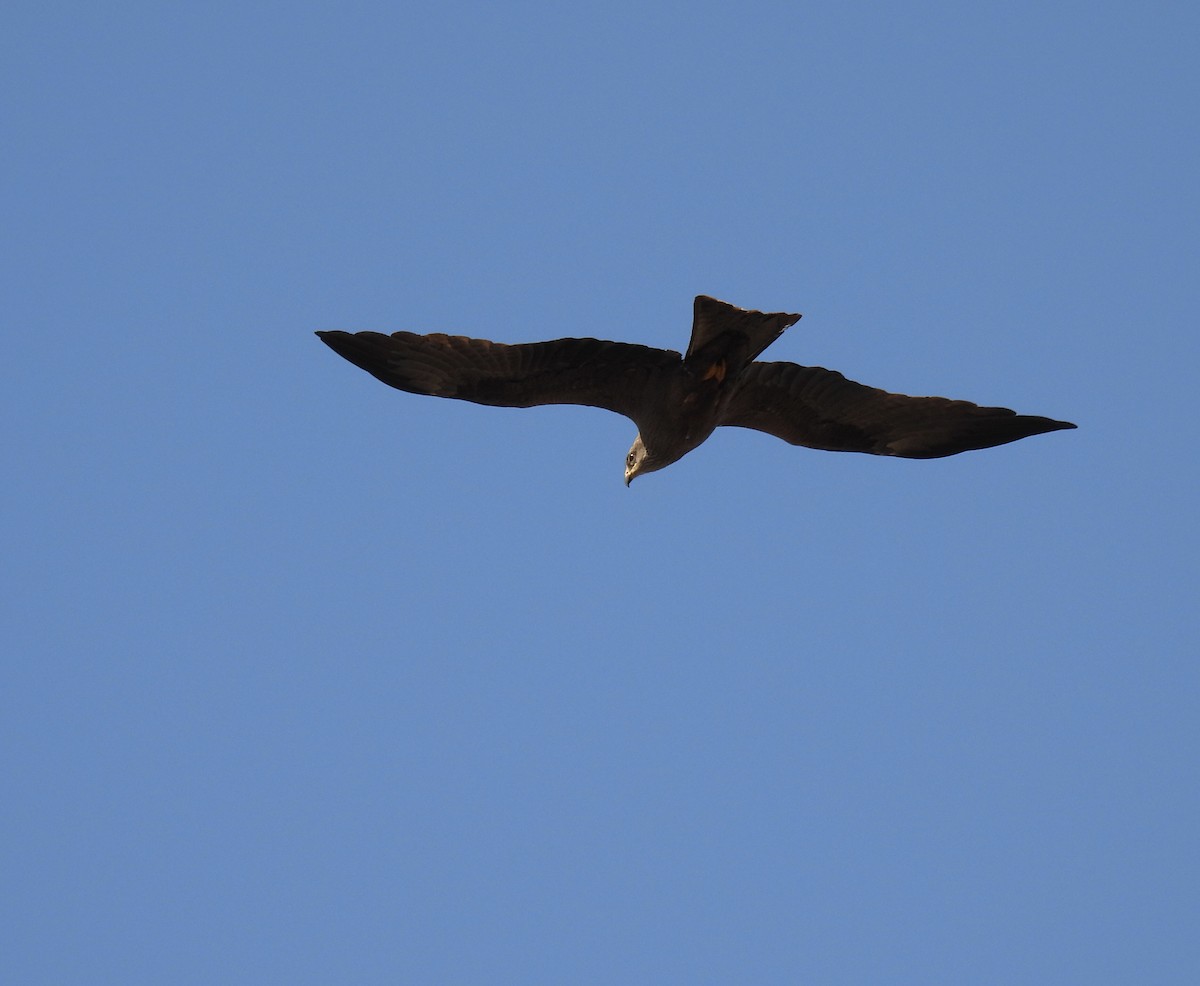 黑鳶 - ML616506018