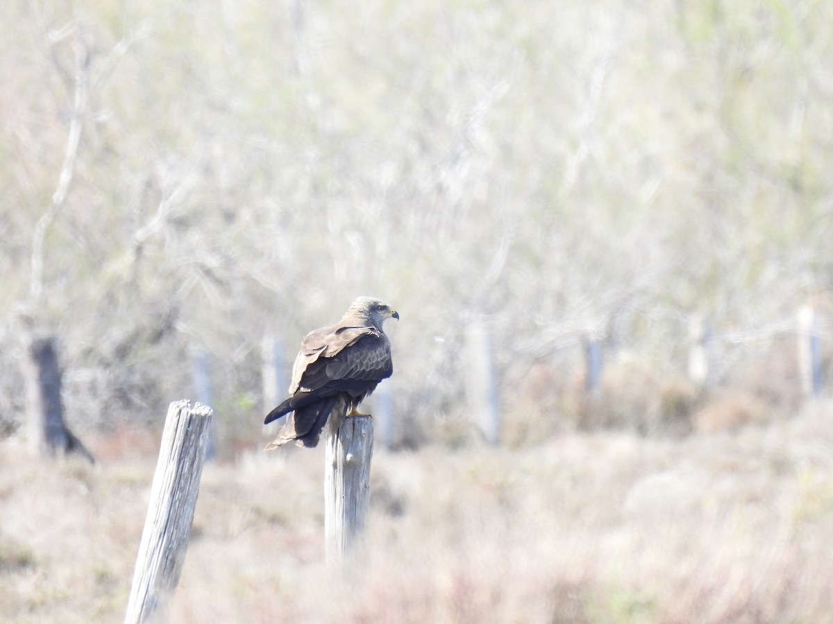 Black Kite - ML616506020