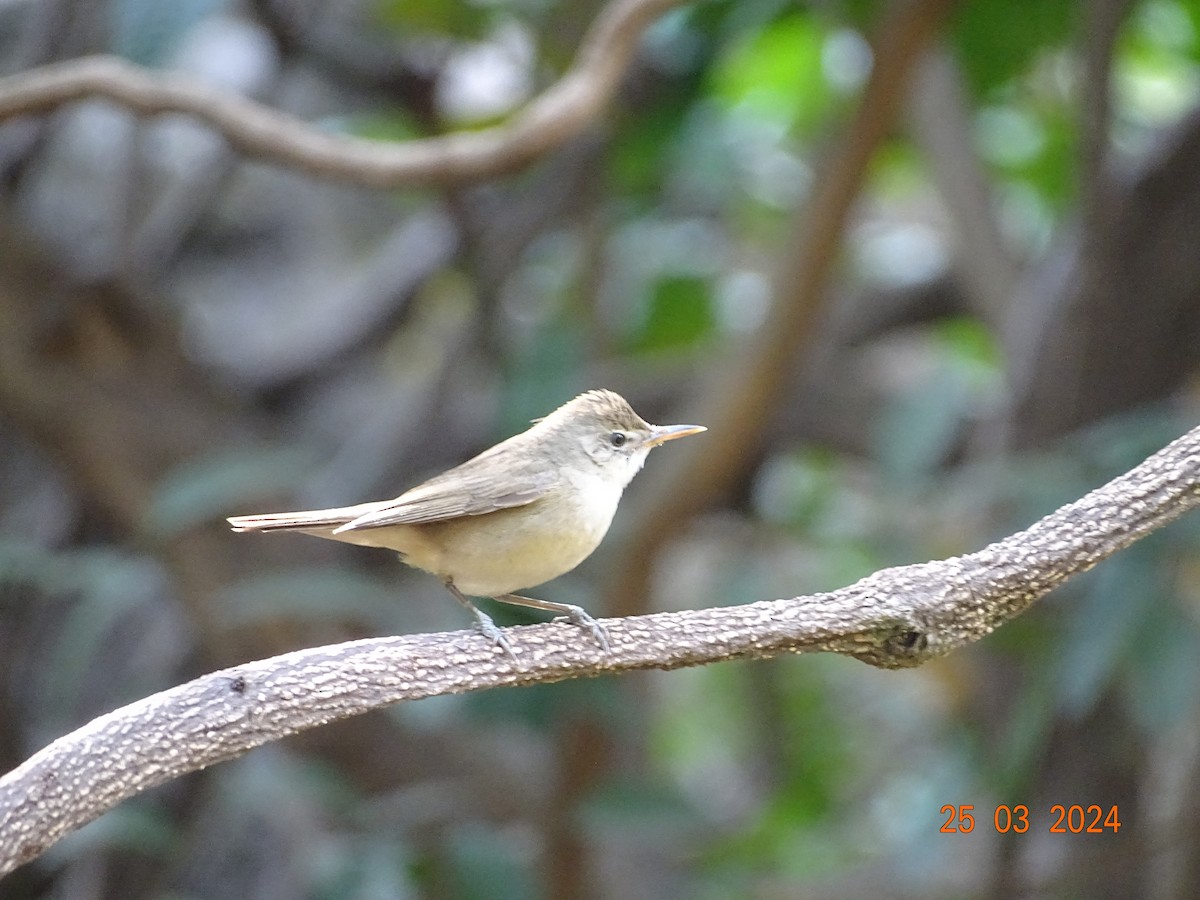 Blyth's Reed Warbler - ML616506027