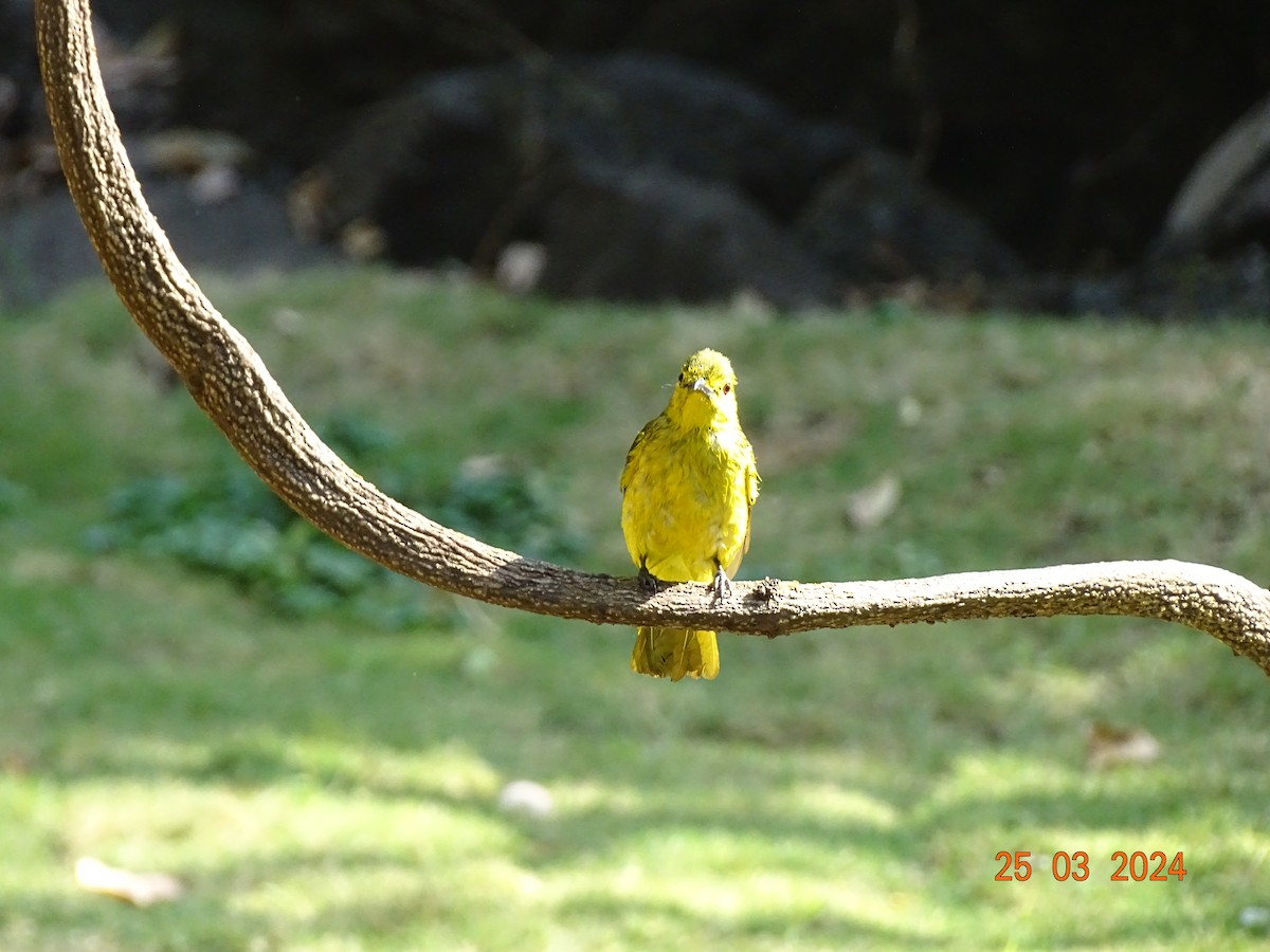 Yellow-browed Bulbul - Mamta Jadhav