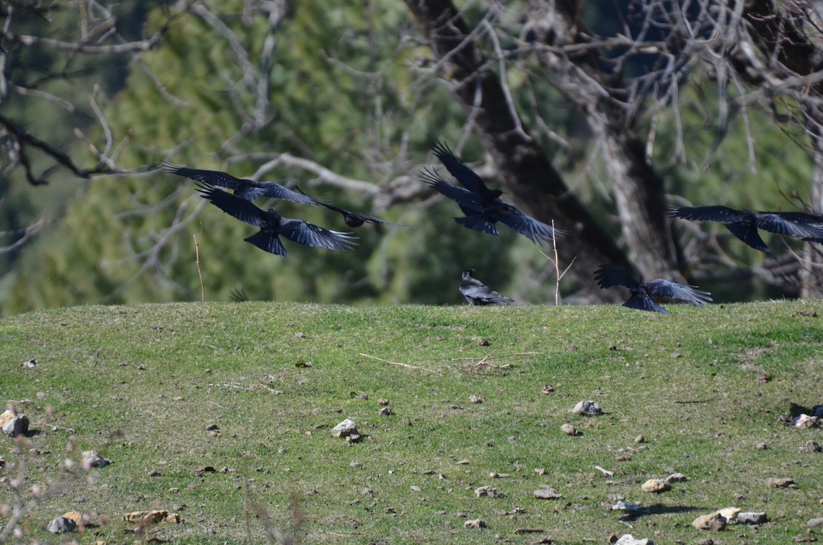 Red-billed Chough - ML616506120